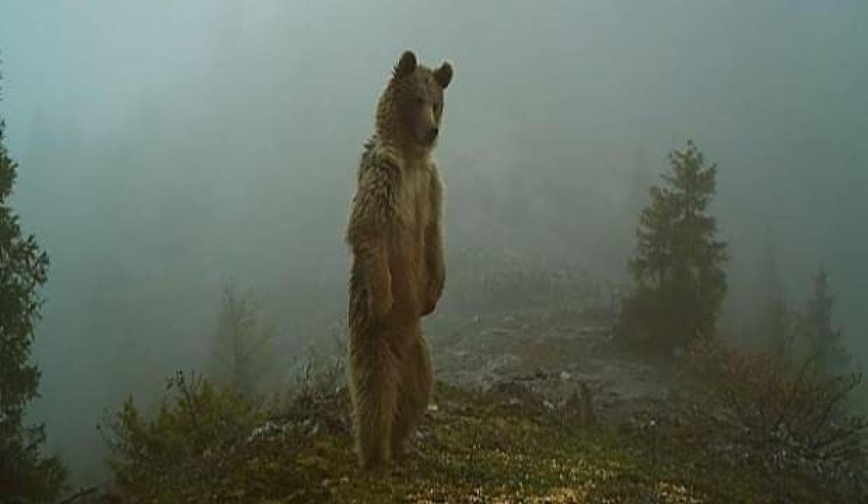 Fotokapanda enteresan imgeler