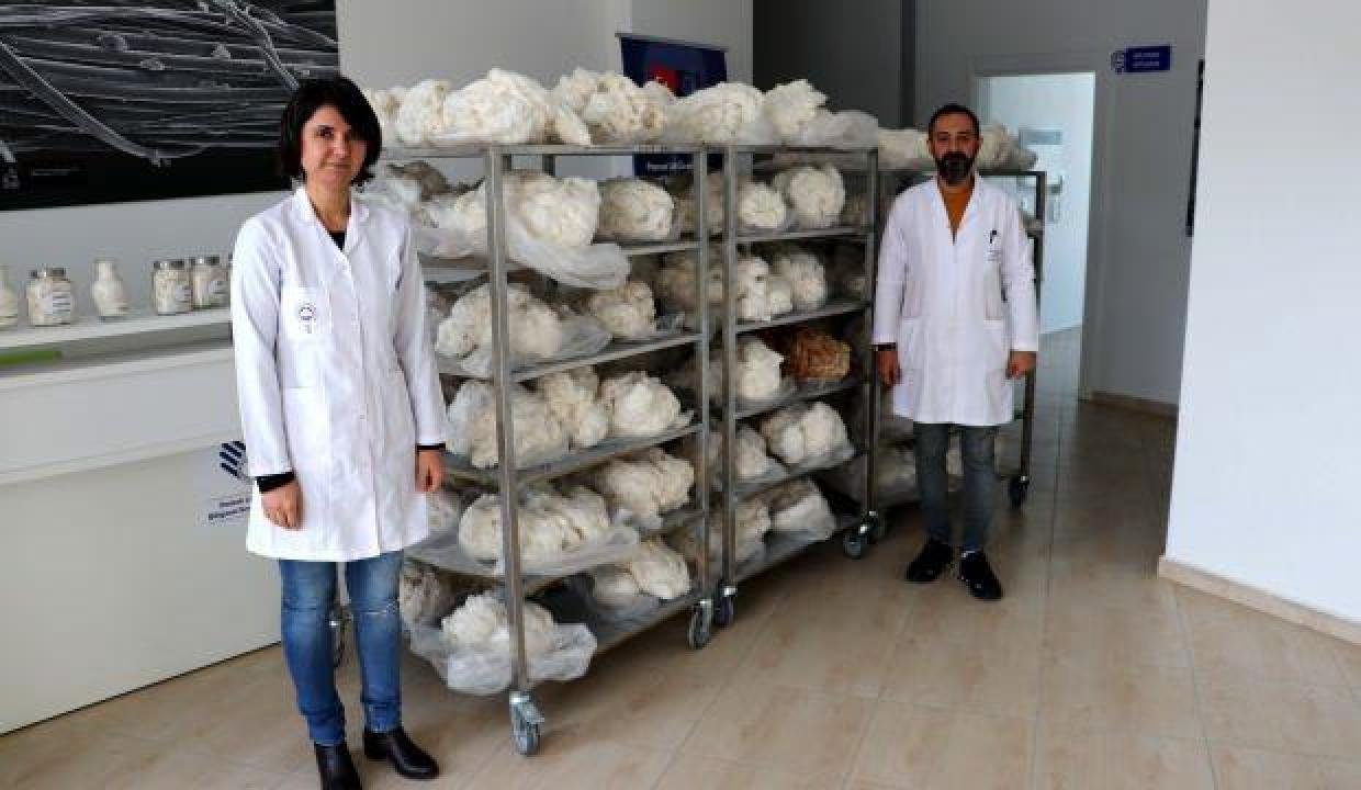 Güneydoğu pamuğunu markalaştıran laboratuvar