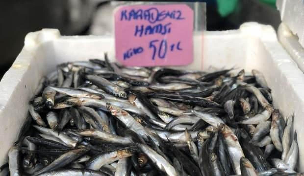 Hamsinin fiyatı cep yakıyor