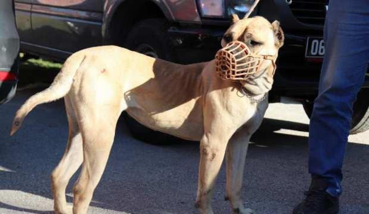 İşte Türkiye genelinde kayıt altına alınan tehlike arz eden köpek sayısı