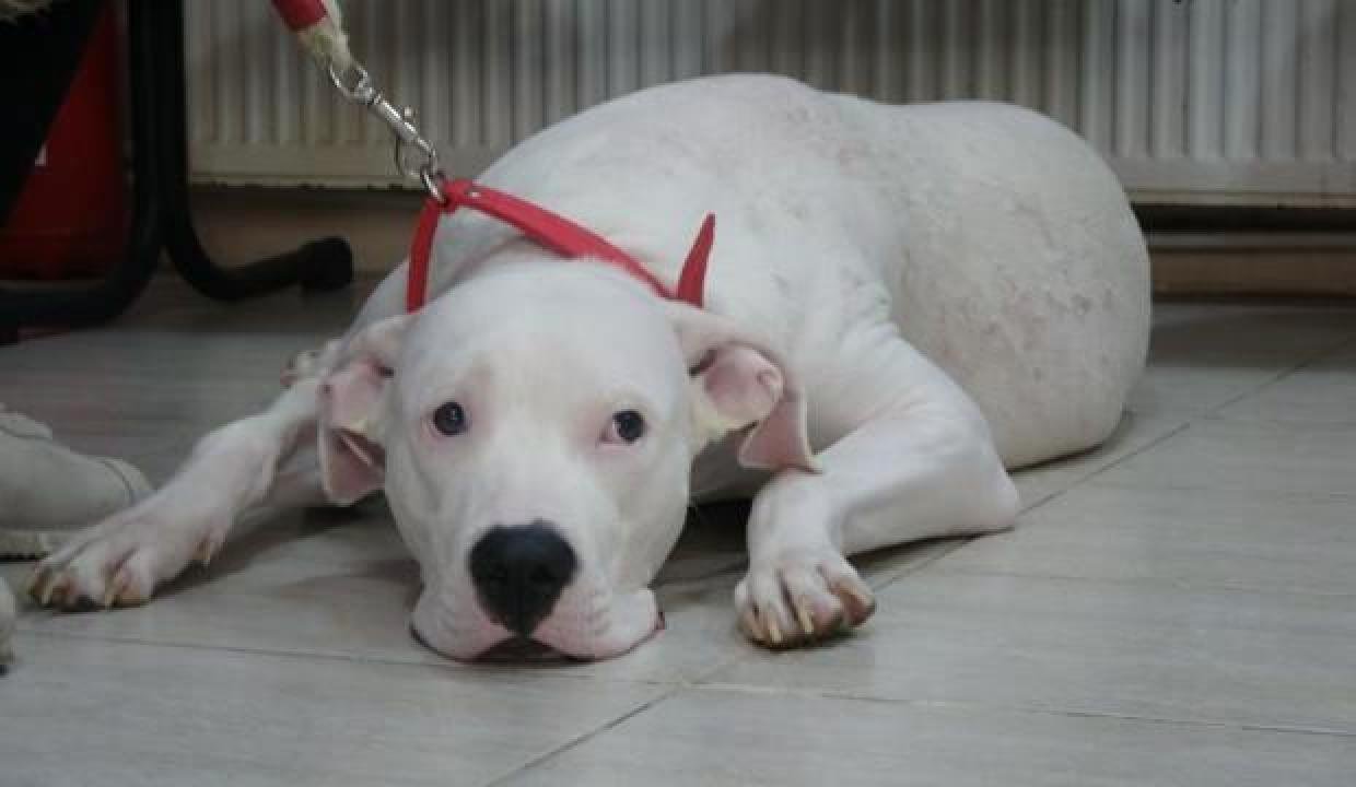 Kocaeli’de 400 yasaklı köpek kayıt altına altındı