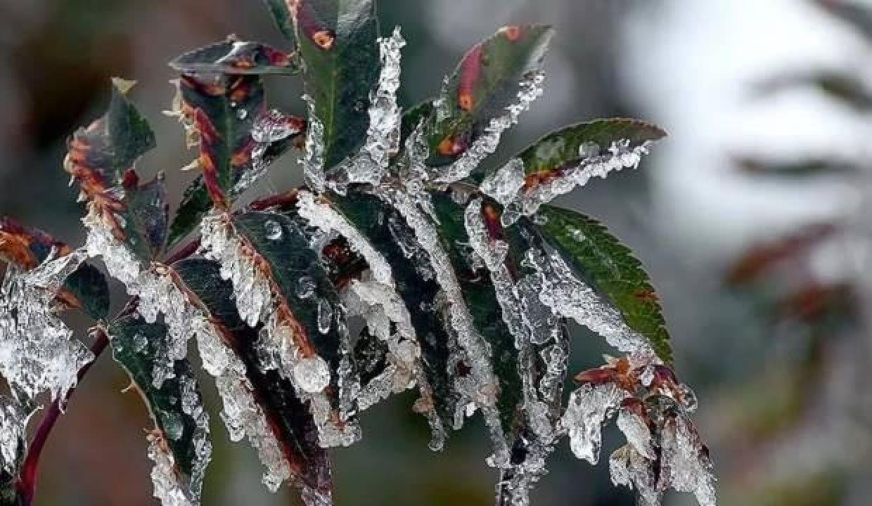 Meteorolojiden Antalya ve Muğla için zirai don uyarısı!