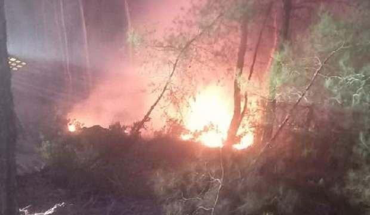 Muğla’da orman yangını büyümeden söndürüldü