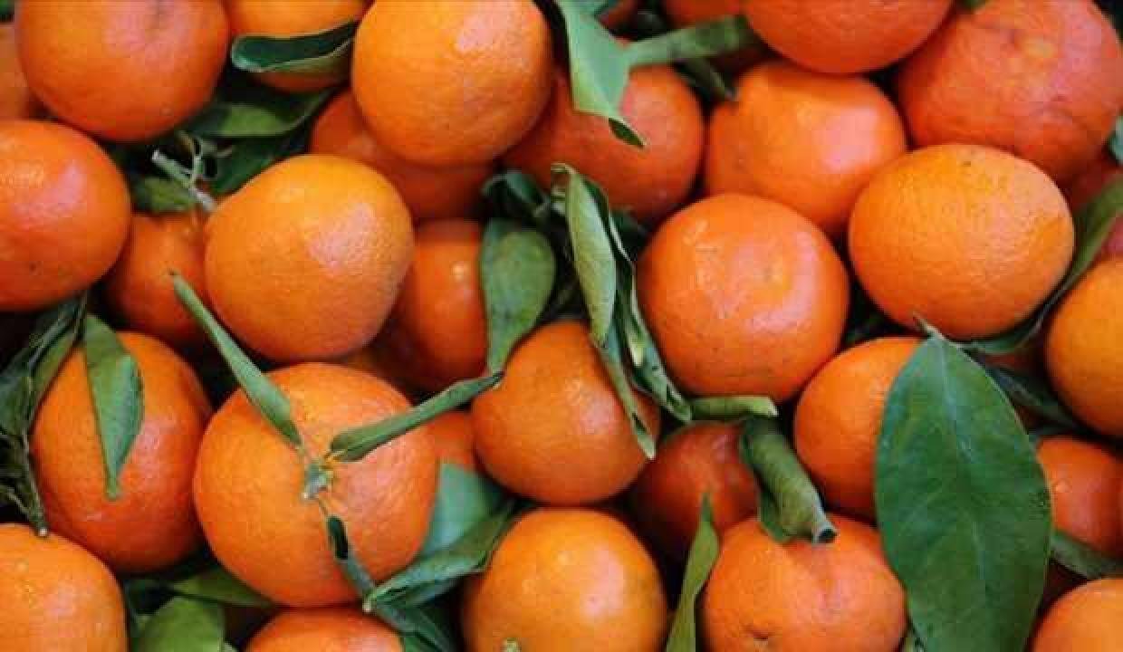 Narenciye kesimi, bahçe ile market ortasındaki yüksek fiyat farkından şikayetçi