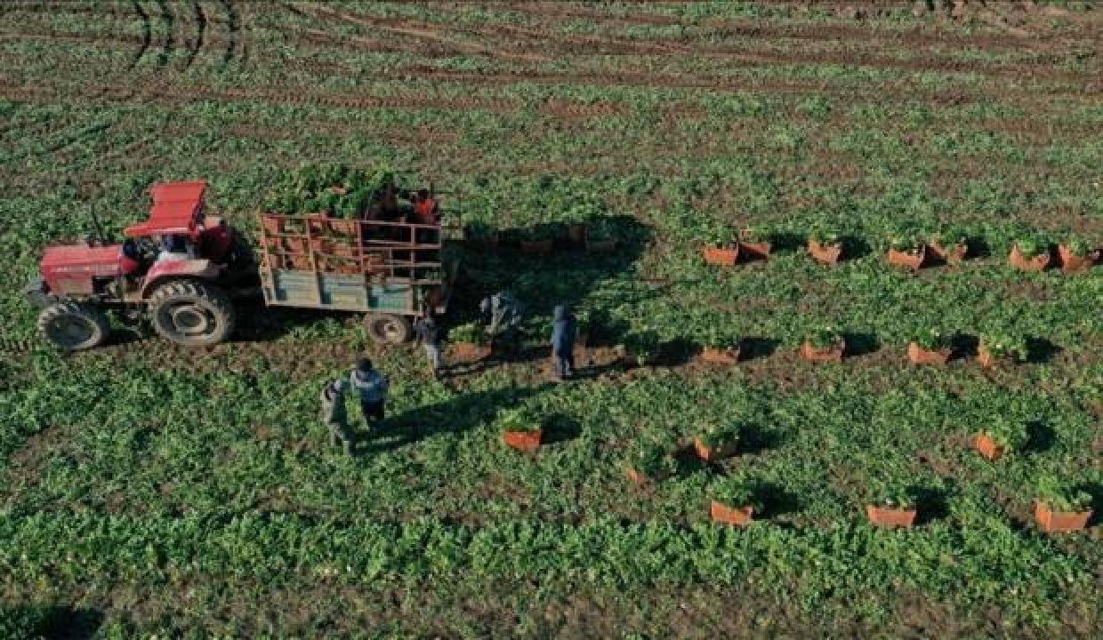 Türkiye’nin kışlık zerzevat üretim merkezi İzmir’de hasat yoğunluğu