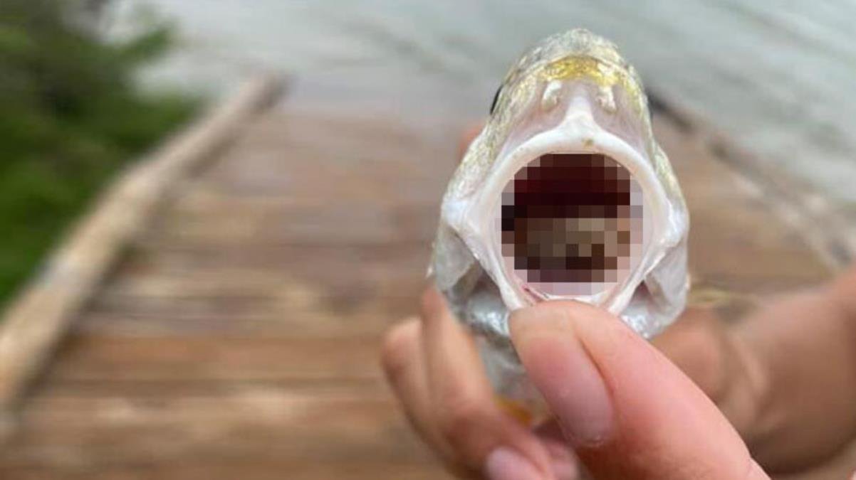 Tuttuğu balığın ağzını açan emekçi, gördüğü görüntü karşısında ne diyeceğini bilemedi