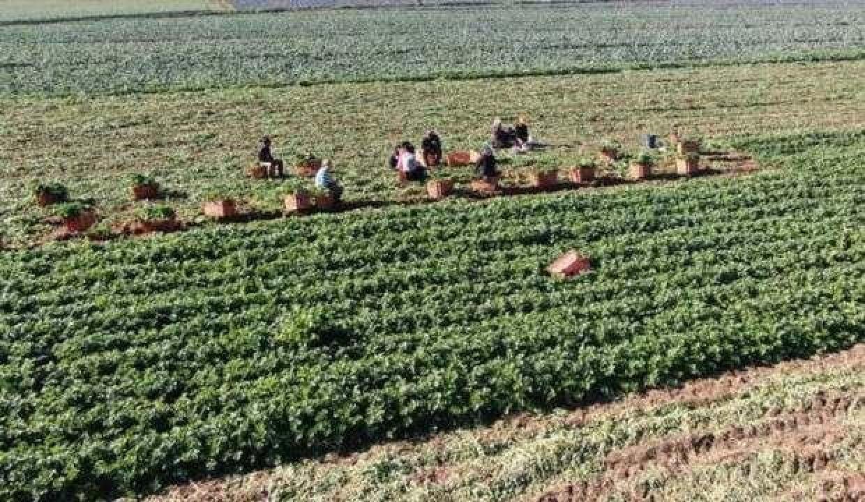Üreten, satan değil kurulcu kazanıyor