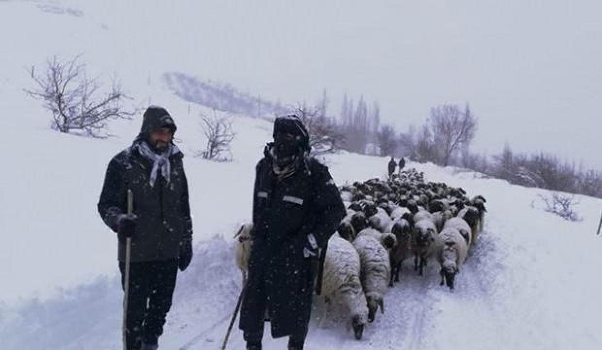Yaylada mahsur kalan çoban ve sürüsü için 3 saatlik gayret