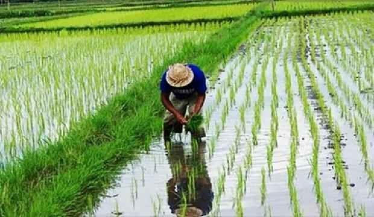 Çin’de GDO’lu eserlerin üretimine onay!