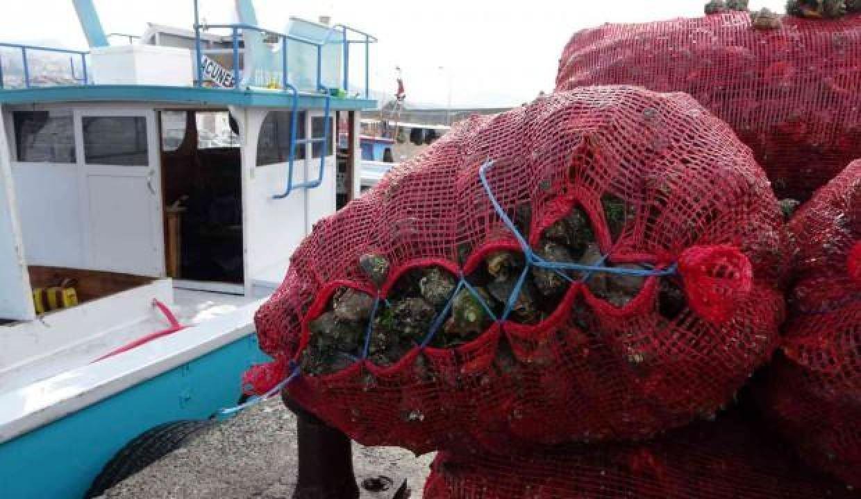 Türkiye’de tadına bile bakan yok! 10,4 milyon dolar kazandırdı