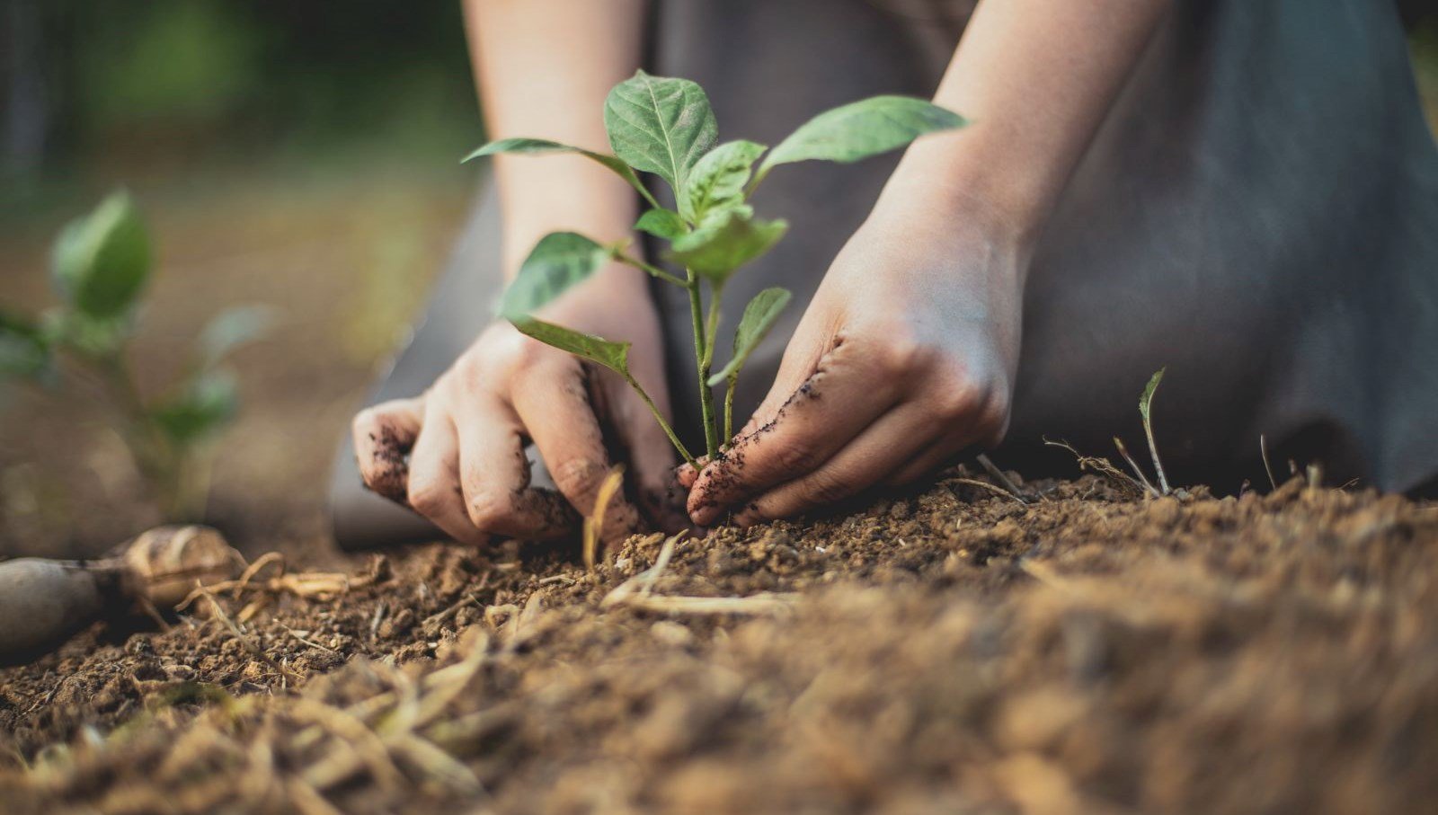 600 milyon fidan toprakla buluşacak