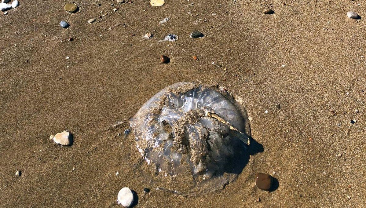 Akdeniz sahillerindeki artan denizanaları için ‘Temastan kaçının’ uyarısı