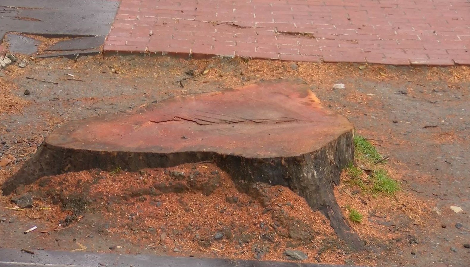 Çırağan Caddesi’nde kesilen 112 çınar ağacı için İBB’ye para cezası