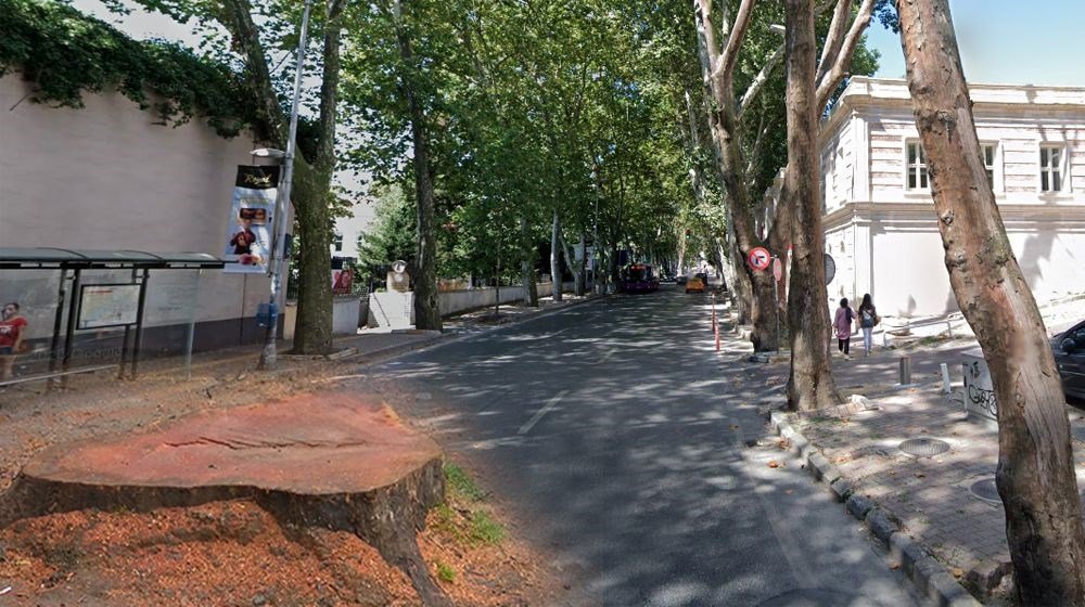 Çırağan Caddesi’ndeki 112 çınar ağacı kesildi