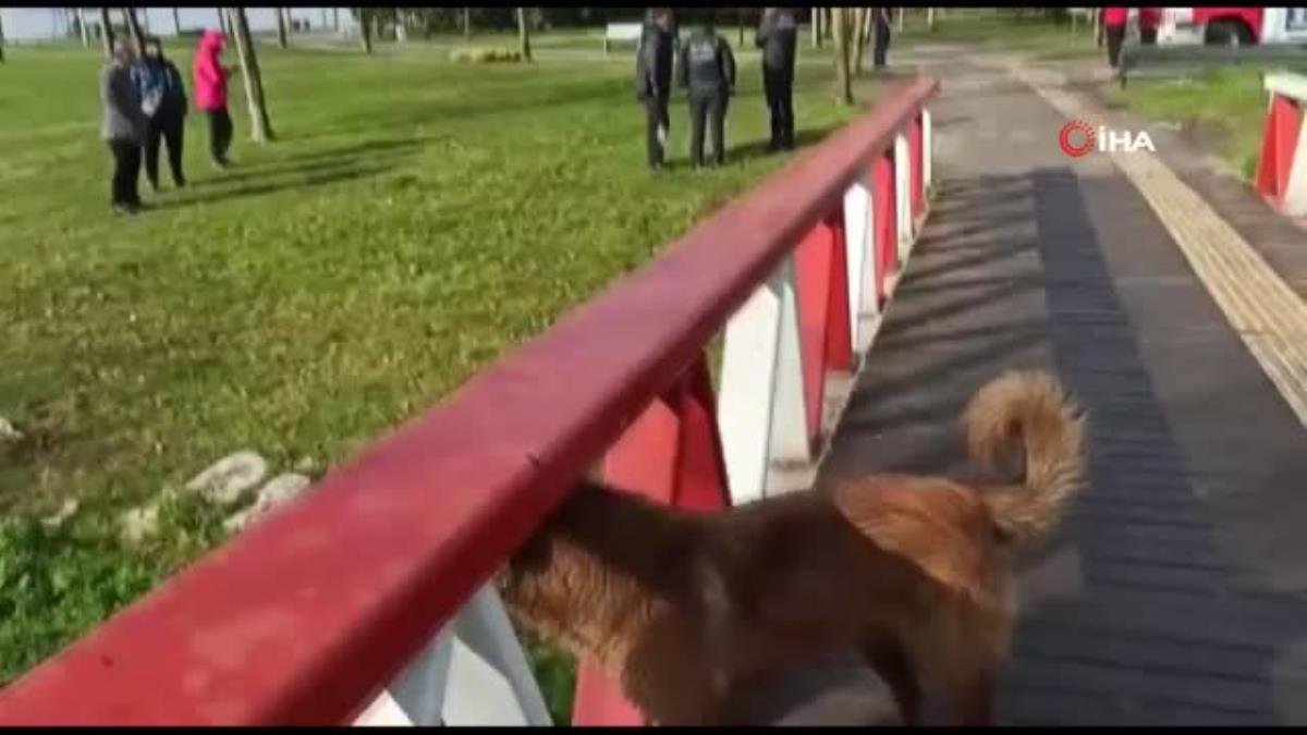 Derede mahsur kalan köpeği itfaiye ekipleri kurtardı