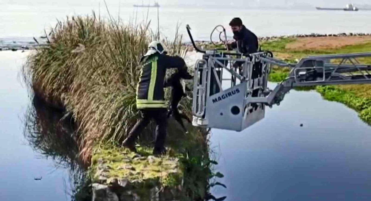 Derede mahsur kalan köpeği itfaiye ekipleri kurtardı