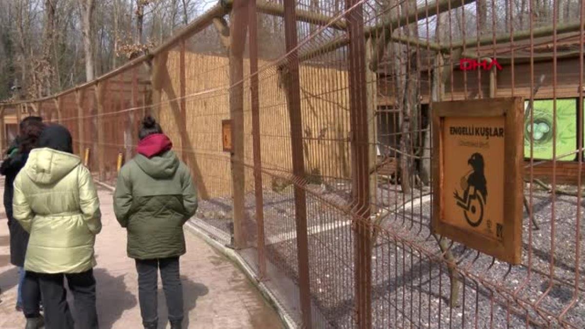 DOĞAYA DÖNEMEYECEK YIRTICI KUŞLAR, ENGELLİ KUŞ BARINAĞINDA