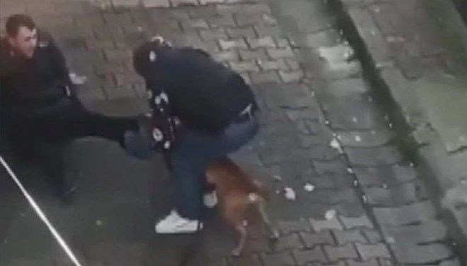 Güngören’deki pitbull dehşeti: Yaralanan kişi de tutuklandı