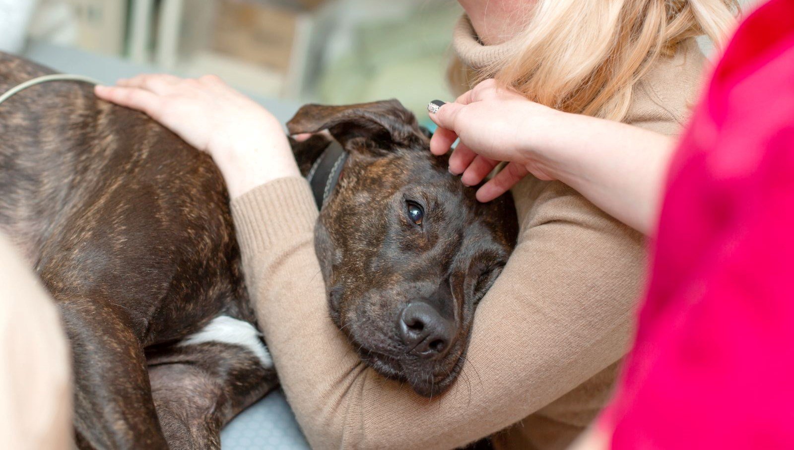 Hasta köpeği için işe gitmedi, tazminatsız kovuldu