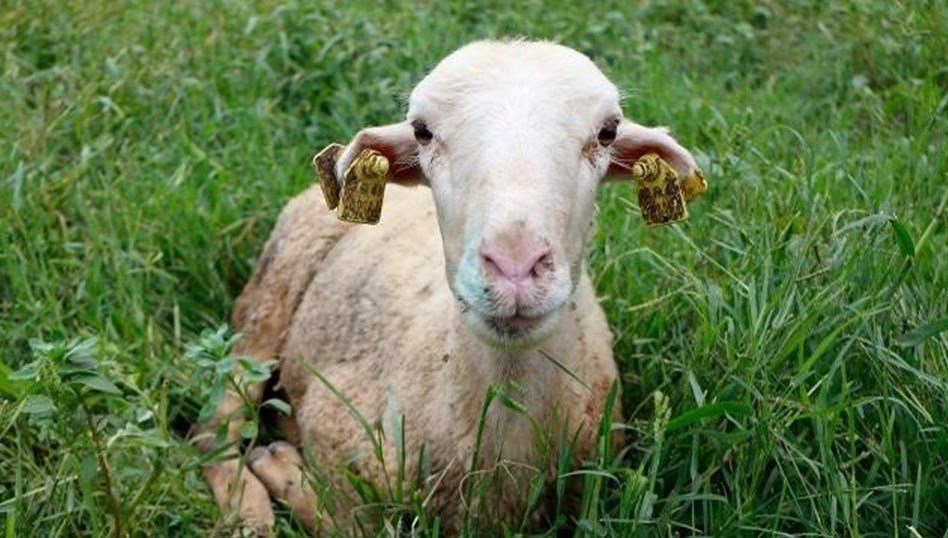 Iğdır’ın bazı köylerinde ‘mavi dil’ karantinası (Mavi dil hastalığı nedir?)