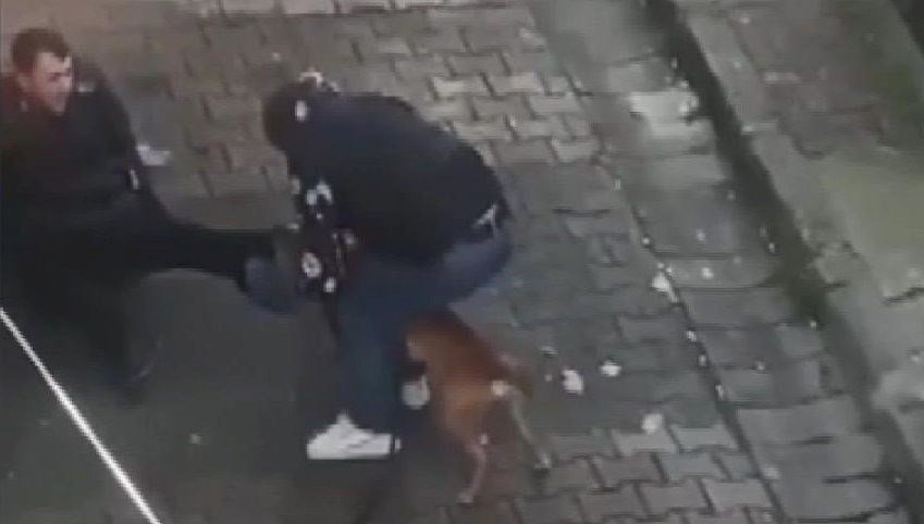 İstanbul Güngören’de pitbull dehşeti