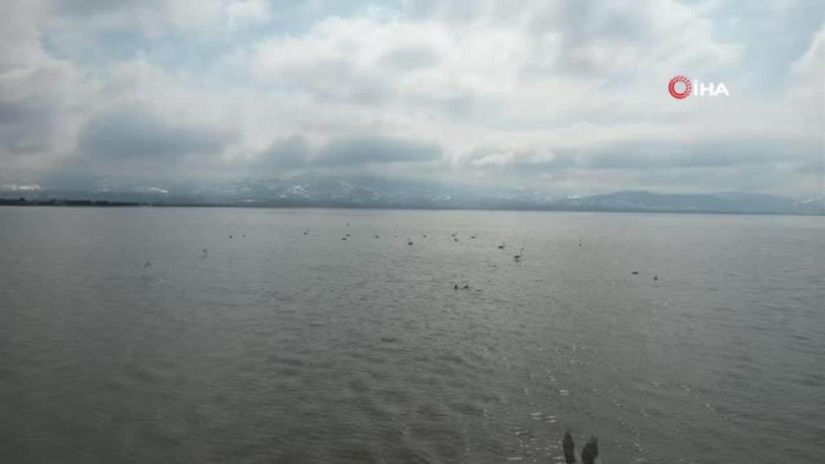 İzmit Körfezi Flamingolar ile renklendi