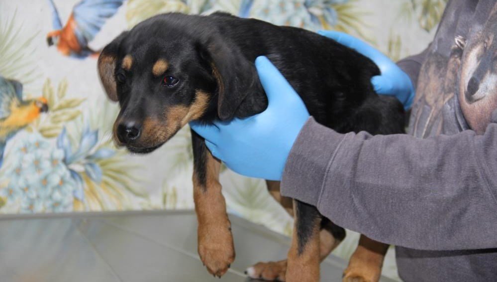 Mersin’de işkence edilip damdan atılan yavru köpeği polis sahiplenecek
