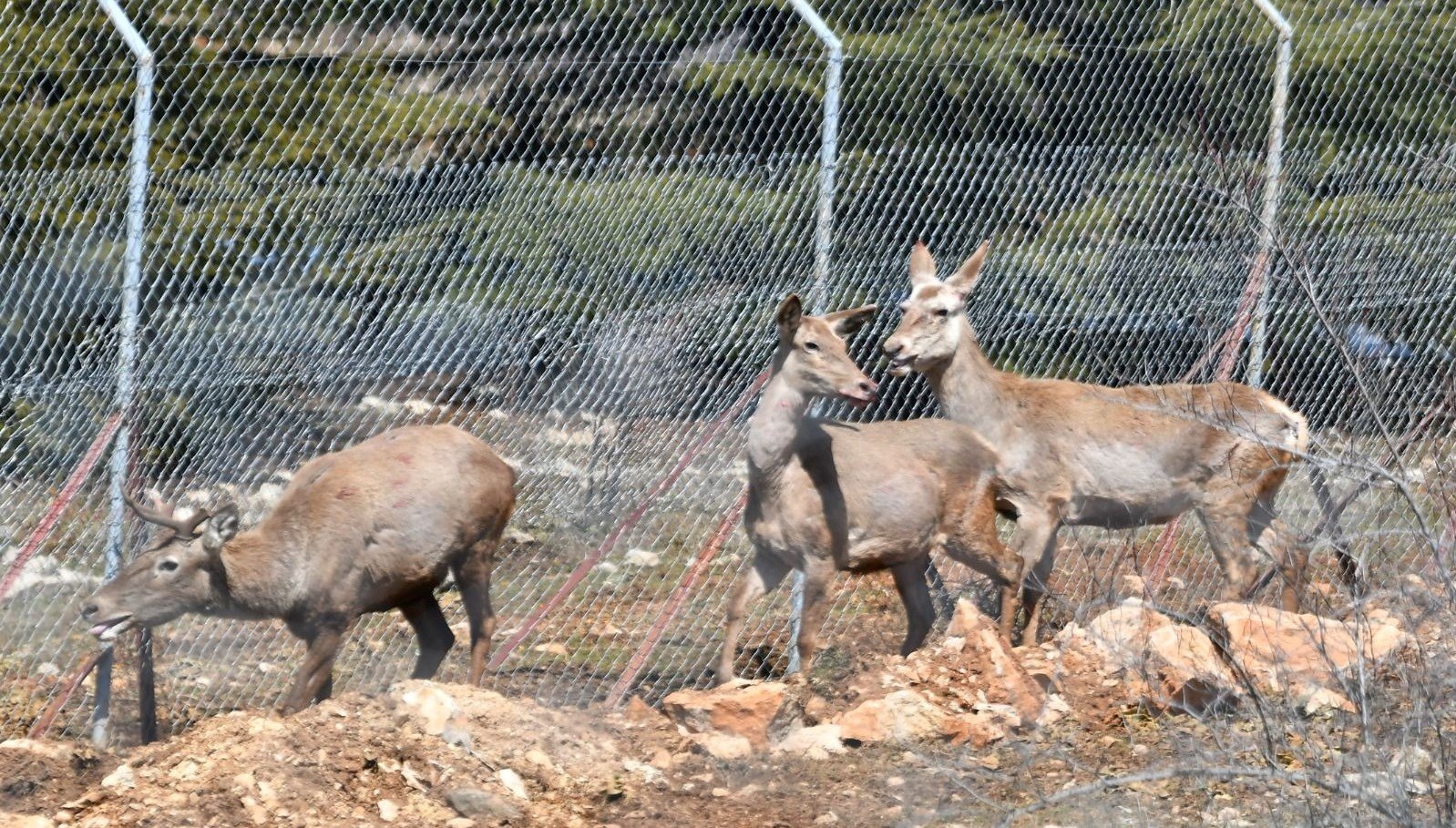 Spil Dağı Milli Parkı’na 9 kızıl geyik salındı