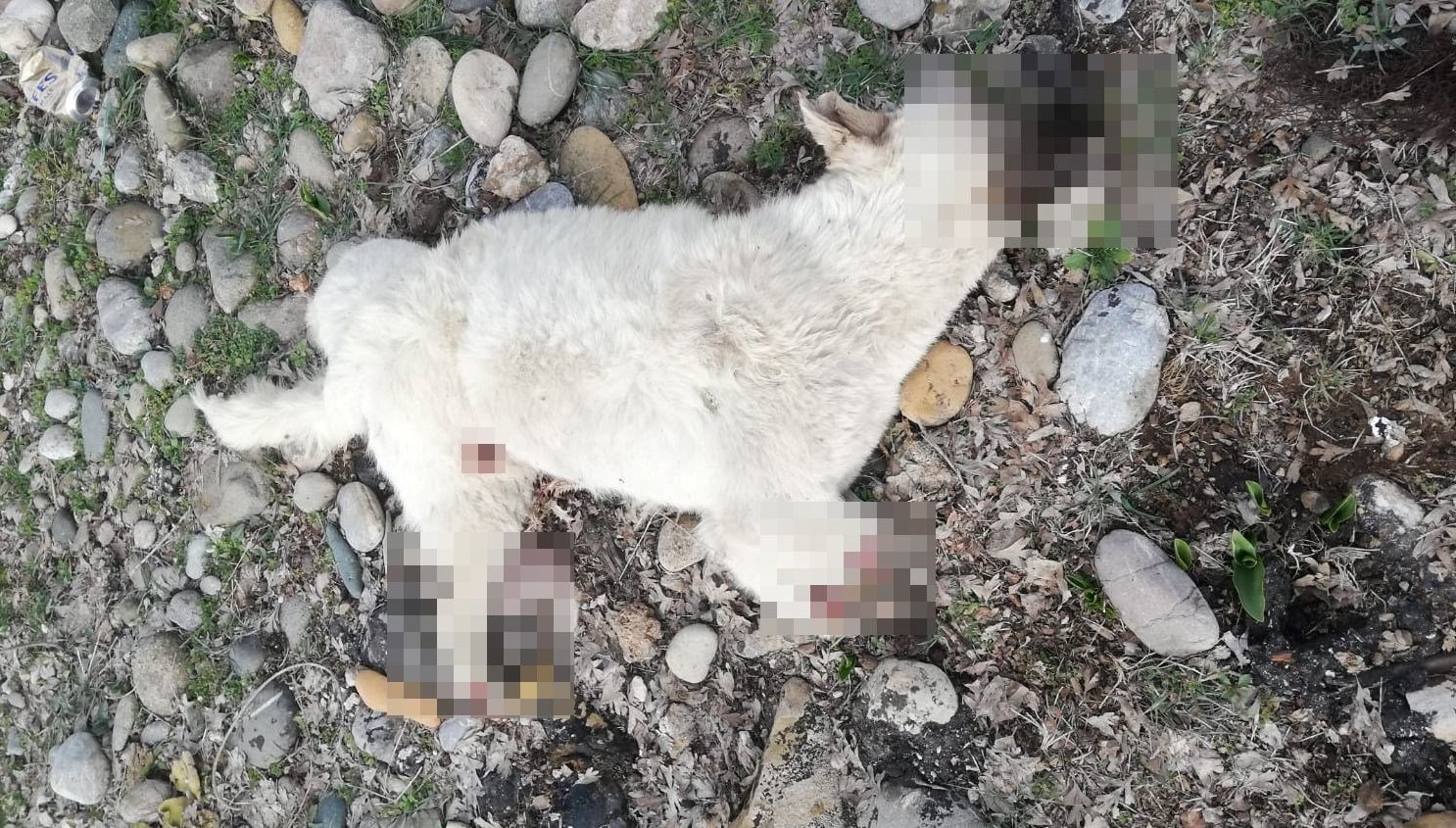 Tunceli’de bacakları kesilmiş ölü sokak köpeği bulundu