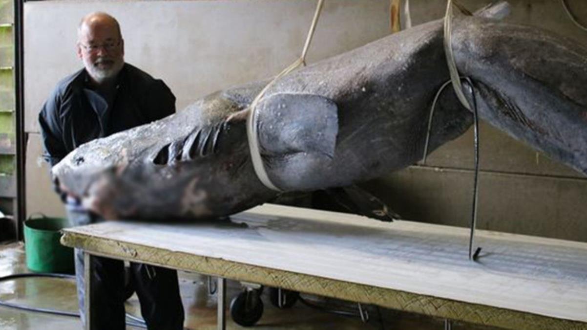 100 yıllık köpek balığının içini açan uzmanların ilk sözleri, “Dünya tarihi böyle bir şey görmedi” oldu
