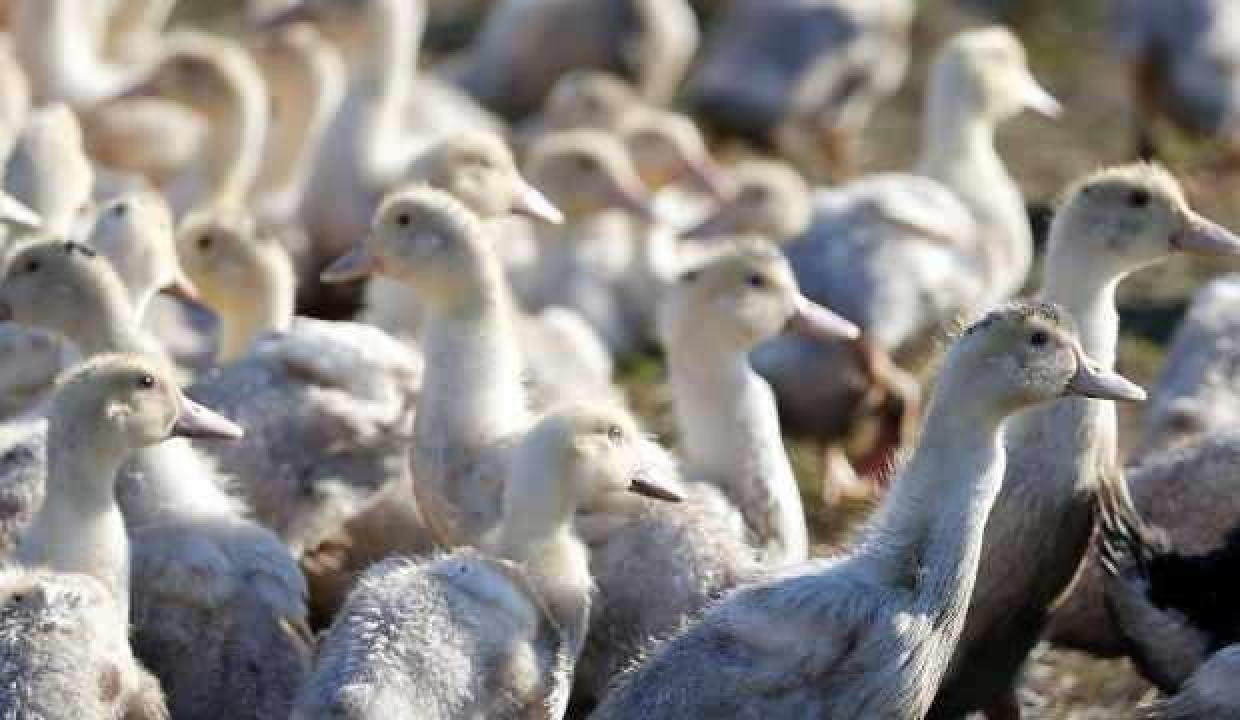 ABD’de bir ördek çiftliğinde kuş gribine rastlandı: