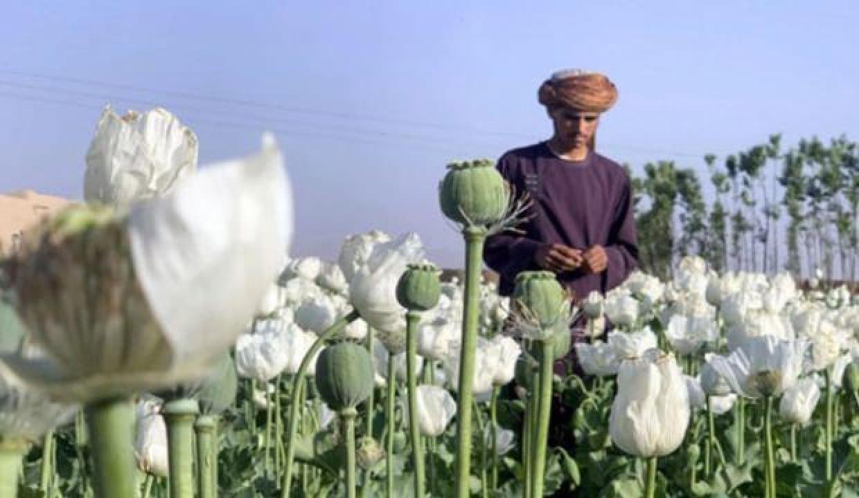 Afganistan’da haşhaş üretiminin yasaklanması kararı İİT’yi memnun etti