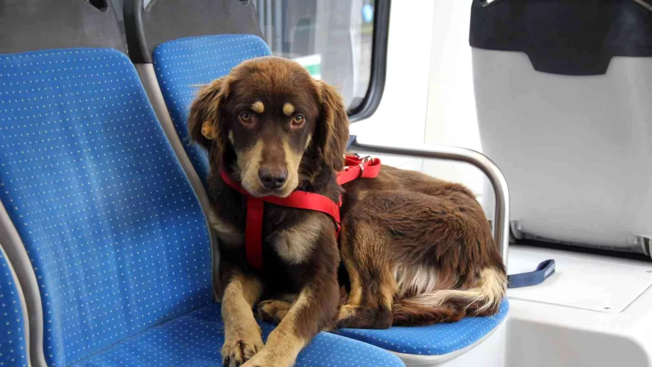 Kaçak olarak tramvaya biniyordu, artık belediyenin kadrolu personeli