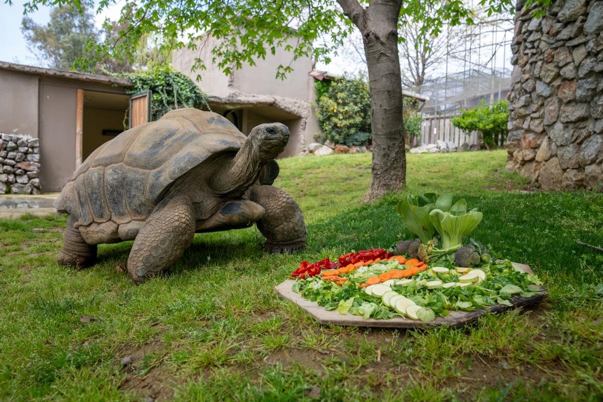 Kaplumbağa “Tuki” 102 yaşına girdi