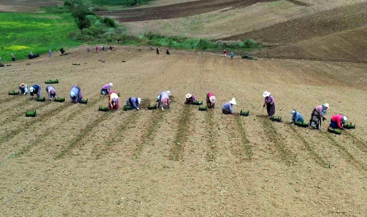 Kooperatif ve birliklere yüzde 75 hibe desteği
