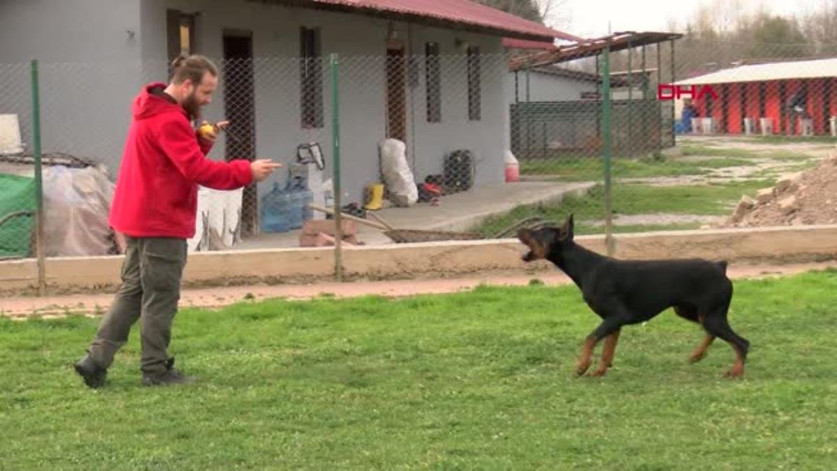 KÖPEK SALDIRISINDAN KAÇINMAK İÇİN BİRİNCİ KURAL KESİNLİKLE GÖZ TEMASI KURMAYIN