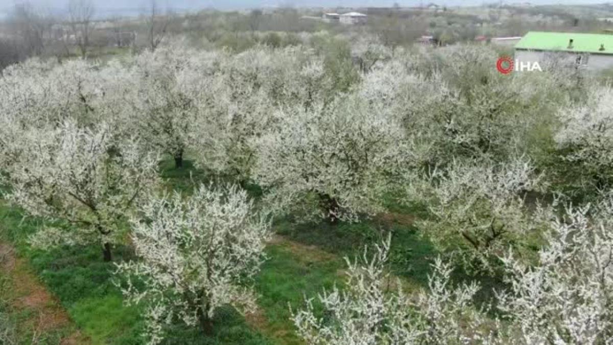 Lezzetliyle ünlü Eşme eriği ağaçları çiçek açtı
