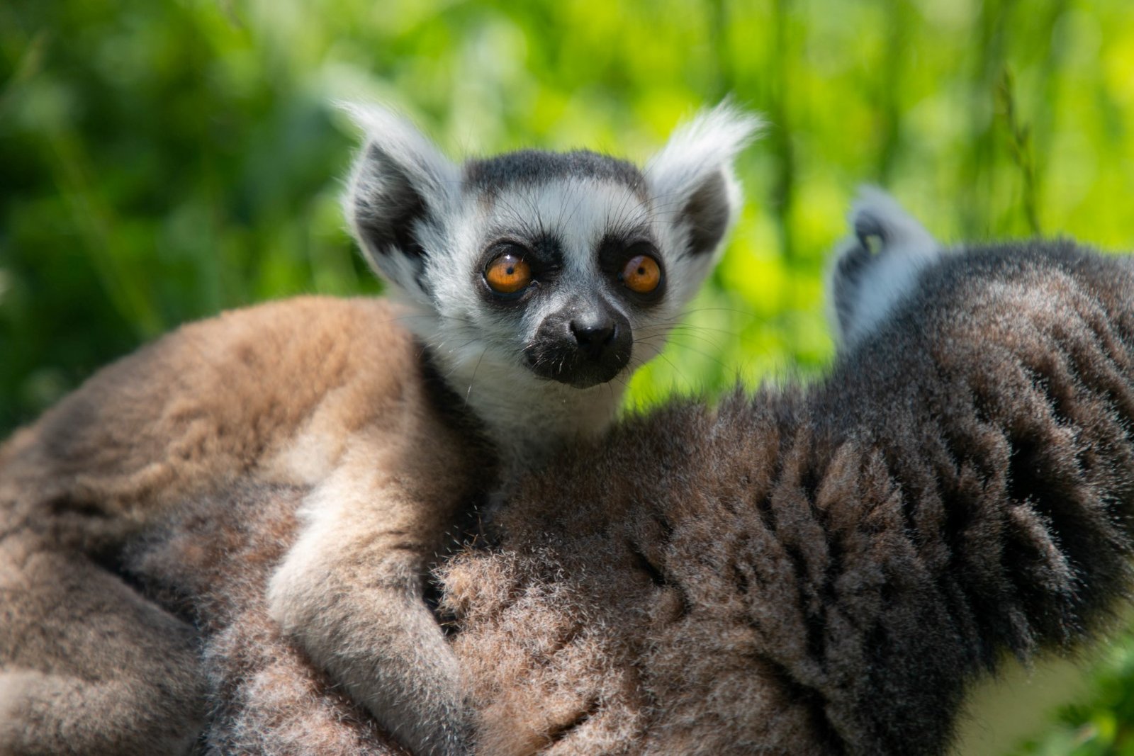 Yavru lemur, Ormanya ailesine katıldı