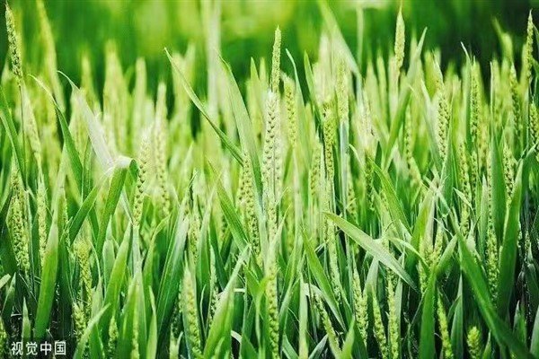 Çin’de yaz mevsiminin habercisi olan Li Xia sezonu başladı.