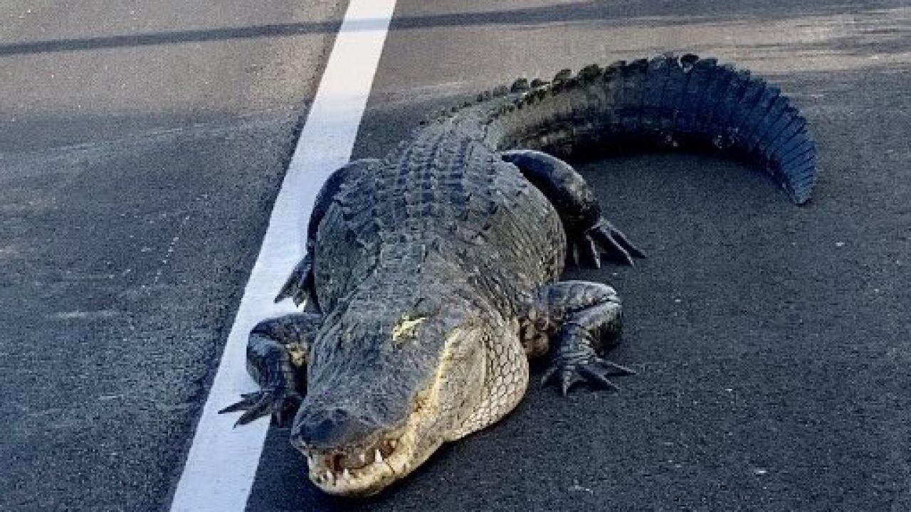 Florida’da yola çıkan timsah trafiği kilitledi