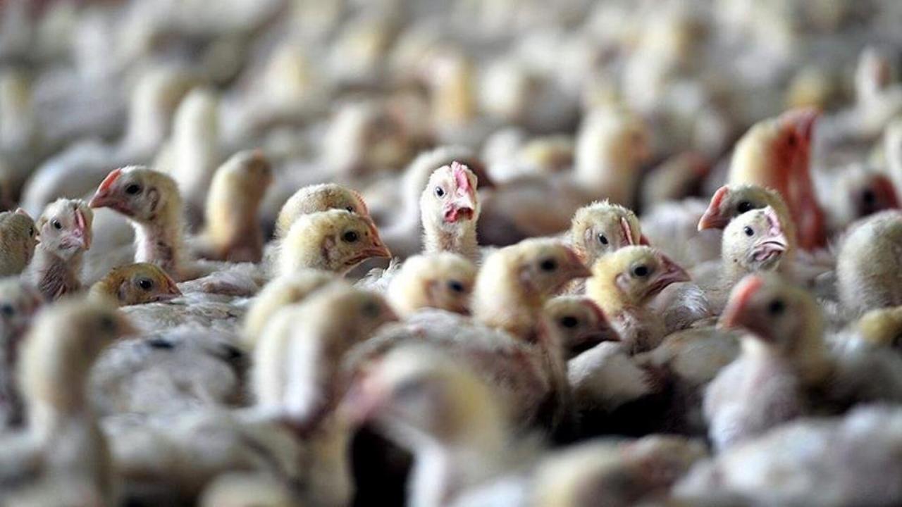 Kanada’da kuş gribi nedeniyle bugüne kadar 1,7 milyon kanatlı hayvan itlaf edildi