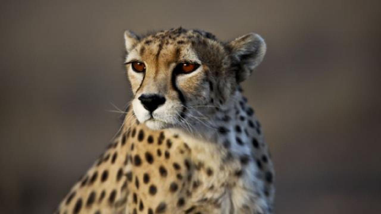 Nesli tükenmekte olan Asya çitası 3 yavru doğurdu