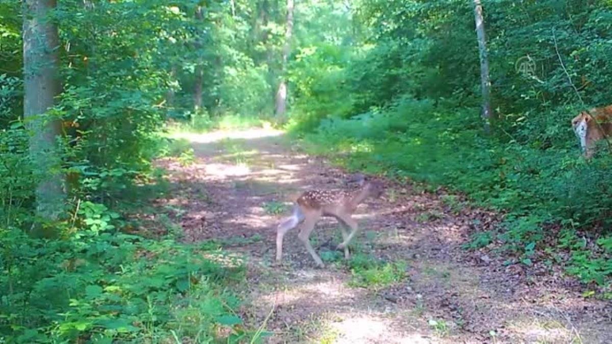 Ormanya’da yaban hayatı fotokapanlara yansıdı