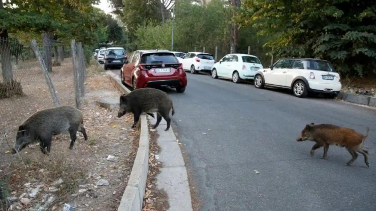 Roma’da “Afrika domuz vebası” sebebiyle yaban domuzlarına yönelik önlemler alındı