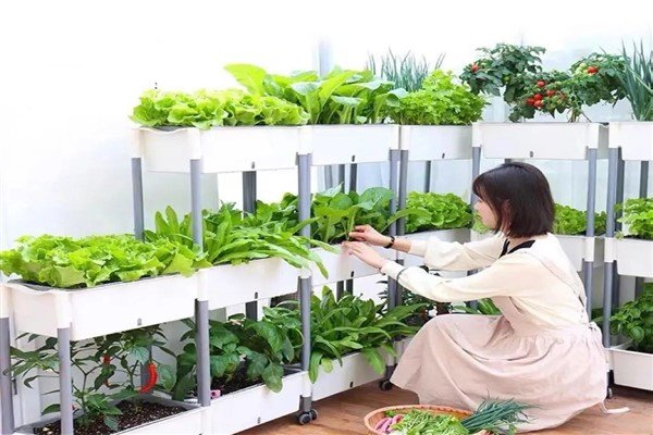 Sebze tohumu satışları patladı, Çinli gençler “kentli çiftçi” modası başlattı