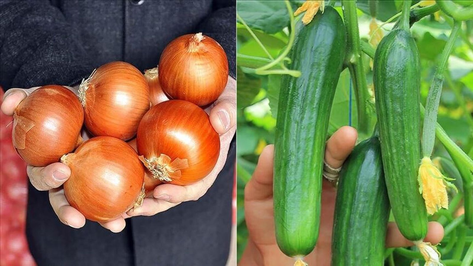 TÜİK: Nisan ayında fiyatı en fazla artan ürün kuru soğan, en çok düşen salatalık oldu