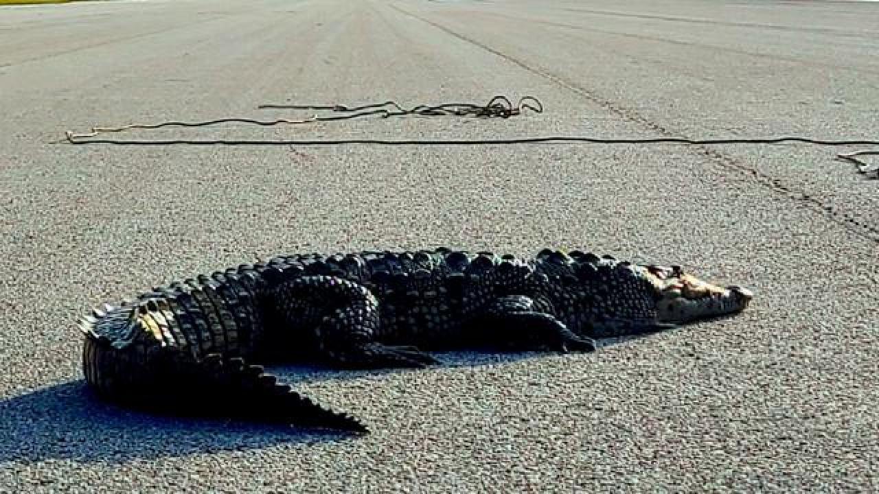 Yola çıkan timsah trafiği kilitledi