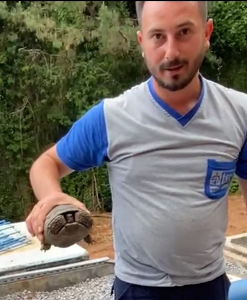 Duvarların arasına düşen kaplumbağa kurtarıldı