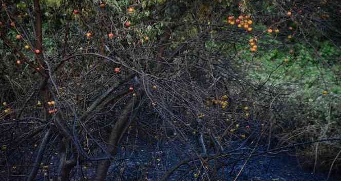 Derince’de Yangın Çıktı, Kundaklama Şüphesi Var