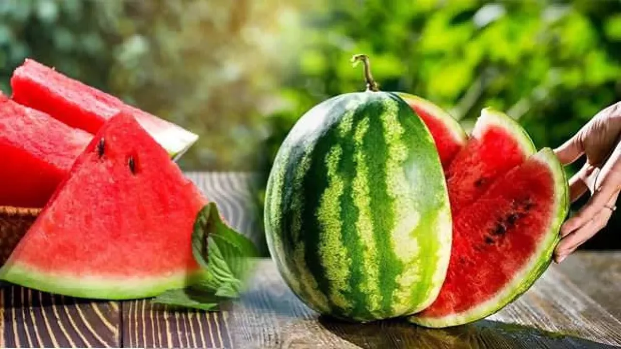 Kandıra Karpuzu Festivale Çıkacak